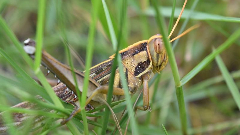 Виетнам ще изнася ядливи насекоми за ЕС