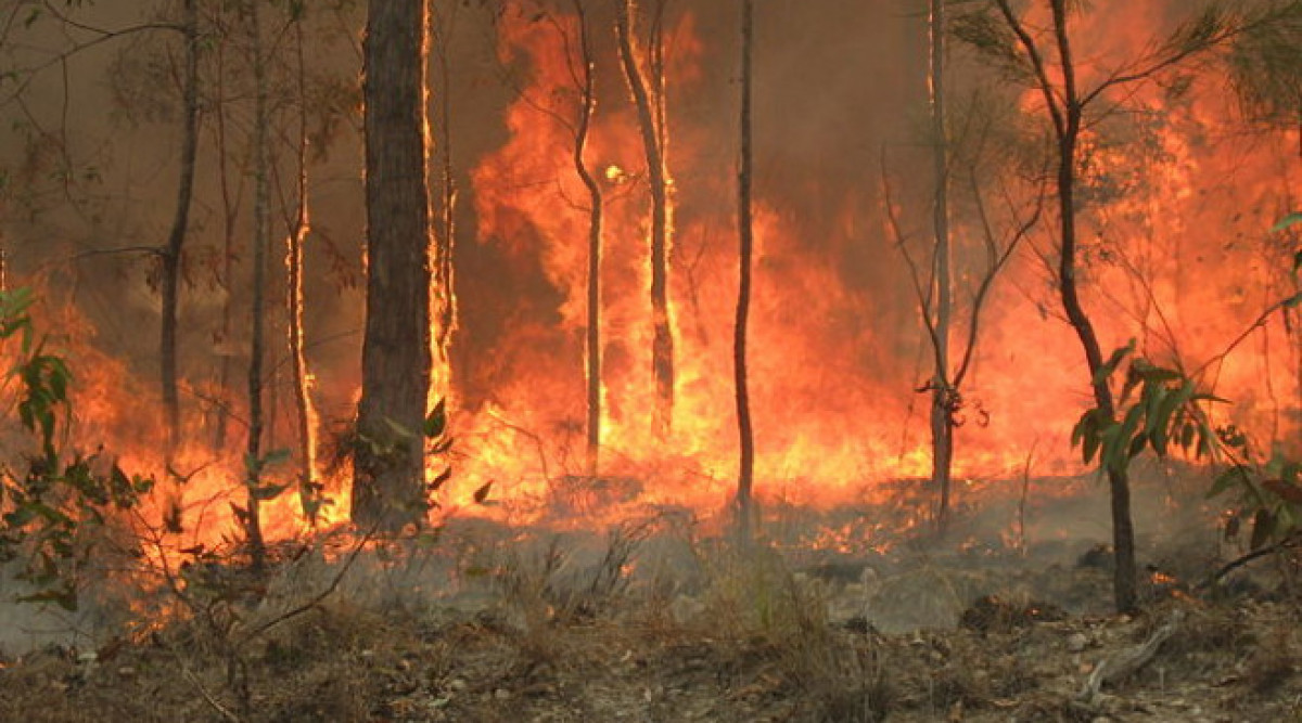 Климатичните промени са сред причинителите за тежките пожари в Австралия
