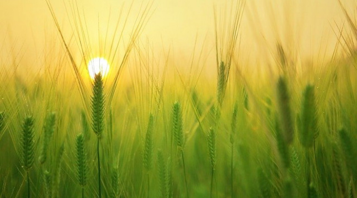 Аржентина стана първата държава, одобрила ГМО пшеница