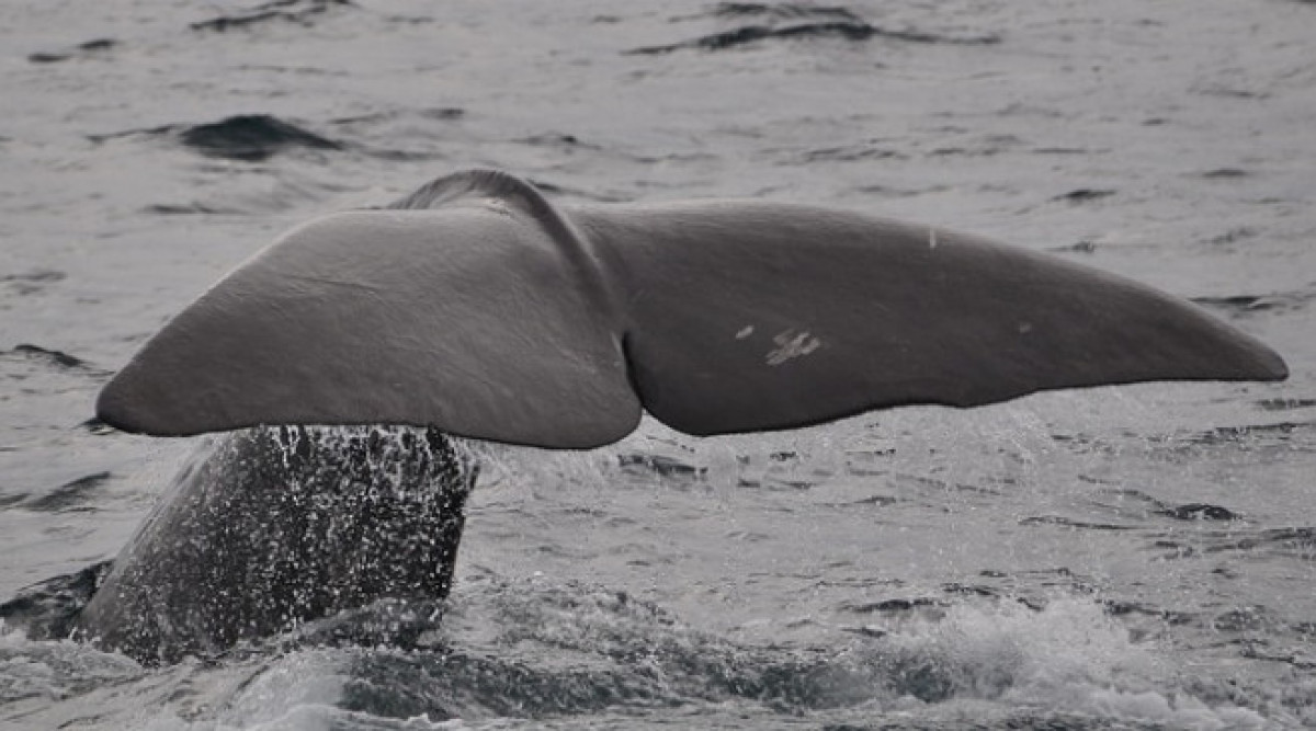 Спасителна операция в Австралия заради заседнали китове на брега на остров Тасмания