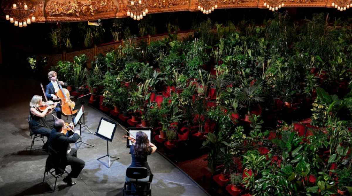Струнен квартет изнесе концерт пред публика от близо 2300 саксийни растения