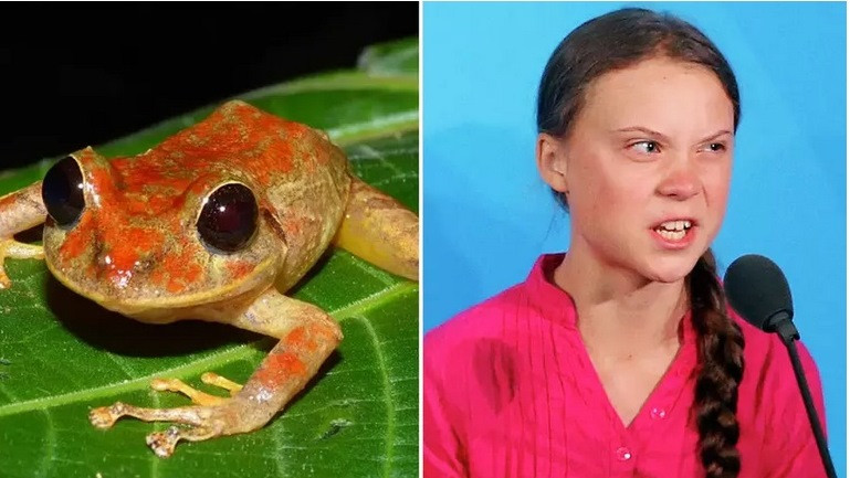 Наименуваха нов вид жаба на екоактивистката Грета Тунберг