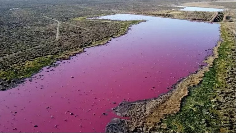 Морски залив в Южна Америка изведнъж се оцвети в розово