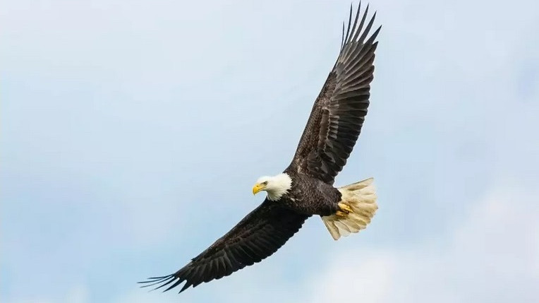 Птицата - символ на САЩ се оказа масово отровена с олово