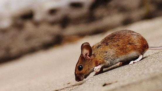 Учени успяха да подмладят мишки