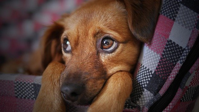 В Англия за една година са откраднати над 2 000 домашни кучета
