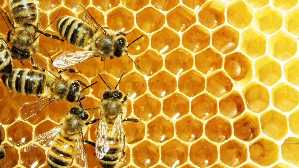 Пчелите спазват социална дистанция, за да се защитават от паразити