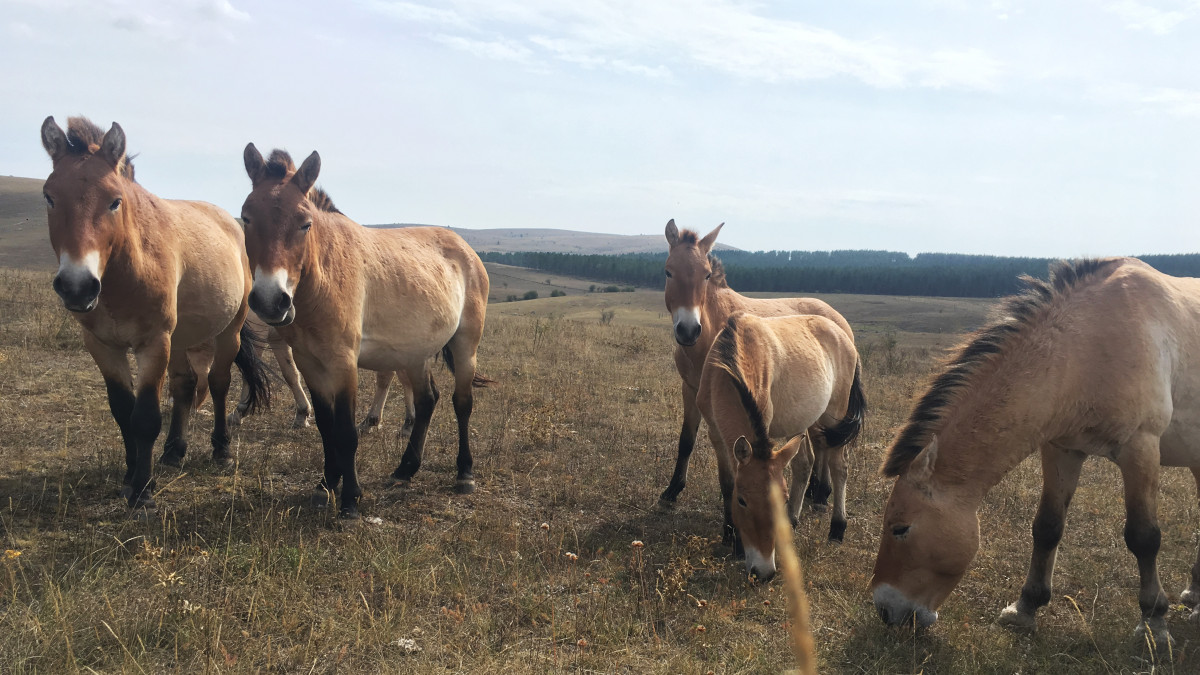 Чернобил се превърна в истински рай за коня на Пржевалски