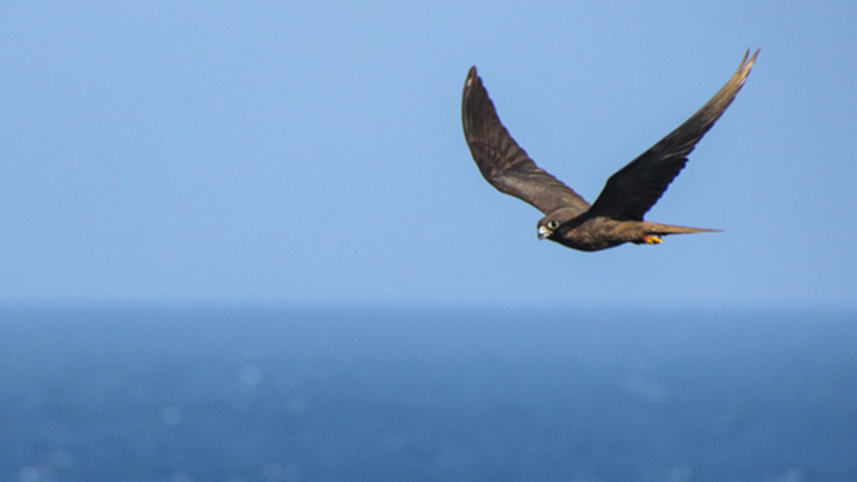 Орнитолози изясниха как сухоземните птици пресичат океаните без почивка