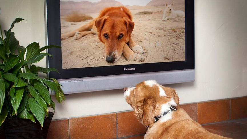 Телевизия за кучета стартира във Великобритания