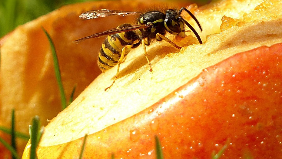 Ужилване от оса или пчела: Как да помогнем?