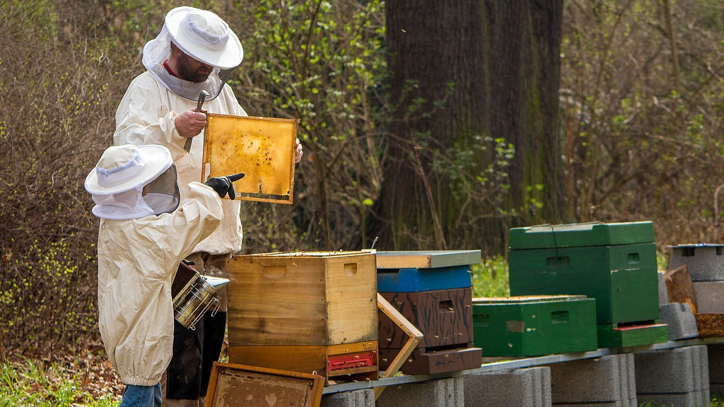 До края на месеца пчелари и фермери се регистрират в ЕПОРДД - Земеделие - КЕШ Медия - Новини, икономика, бизнес, анализи - България
