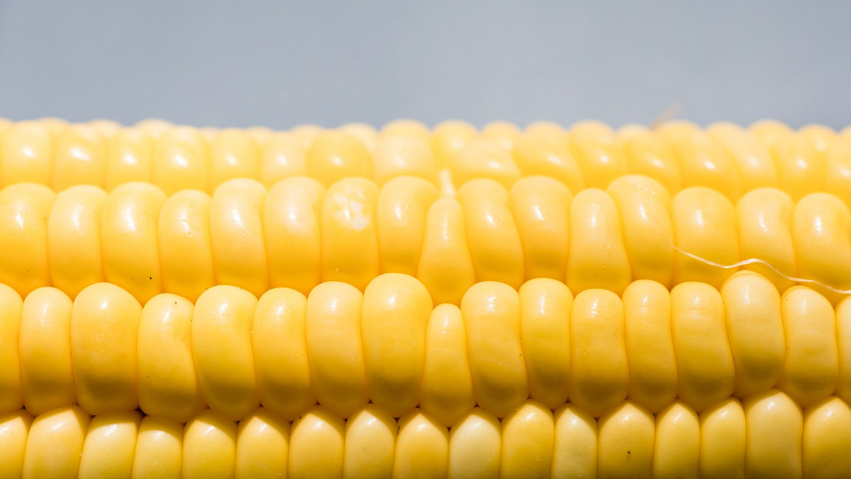 Мексико забрани ГМО царевица