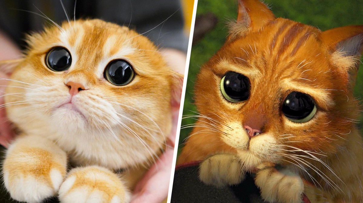 Котка стана звезда в социалните мрежи благодарение на приликата си с котката от "Шрек"