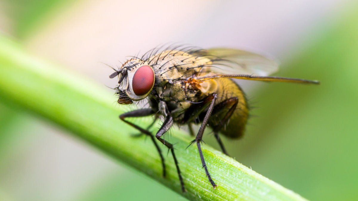 Как да се отървем от мухите вкъщи: 3 бързи начина за борба с тях