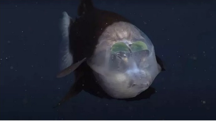 Учени заснеха прозрачна рядка риба на видео