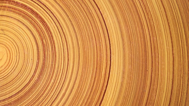 Дърво в епруветка: Учени създадоха изкуствена дървесина