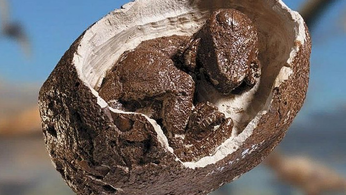 Вкаменено яйце на динозавър откриха в пратка италиански митничари