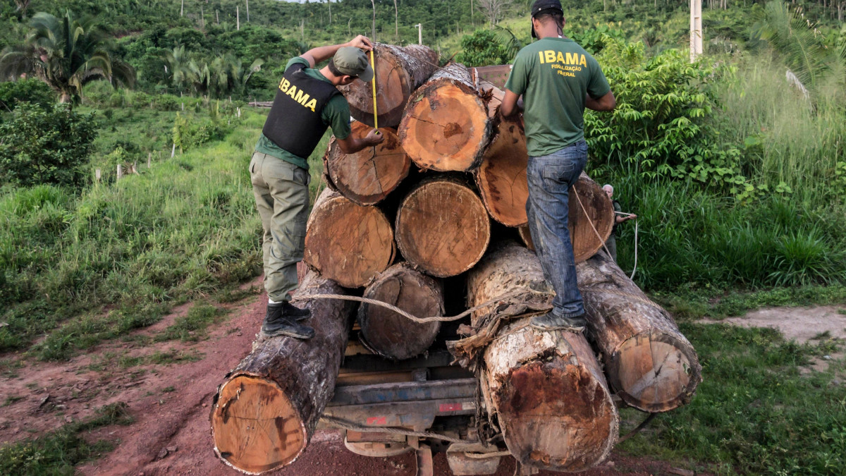 Тревожно: Изсичането на тропическите гори в Бразилия продължава