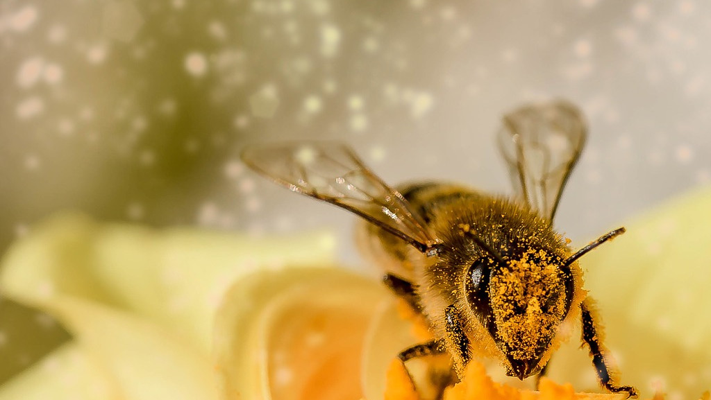 Огромен е интересът за инвестиране в пчеларство