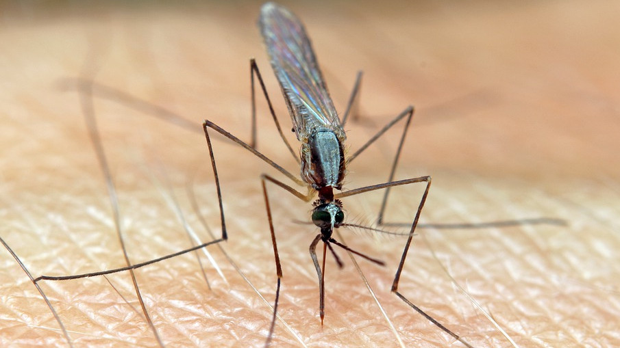 Сок и джем, примесени с кръв и отрова, ще спасяват човечеството от маларийните комари