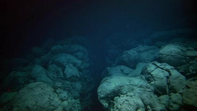 Откриха неизвестни за науката същества на дъното на Тихия океан