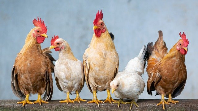В Чехия  унищожават стотици хиляди заразени с птичи грип кокошки