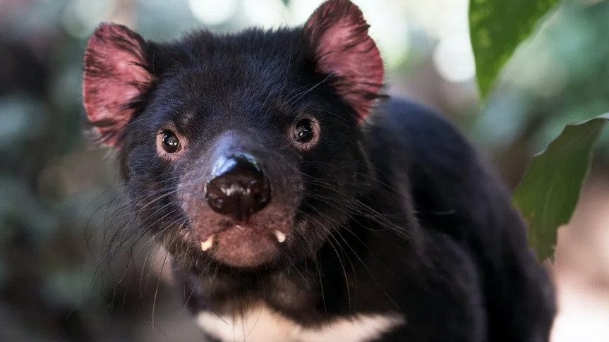 Тасманийски дяволи се родиха за пръв път от 3000 години в Австралия