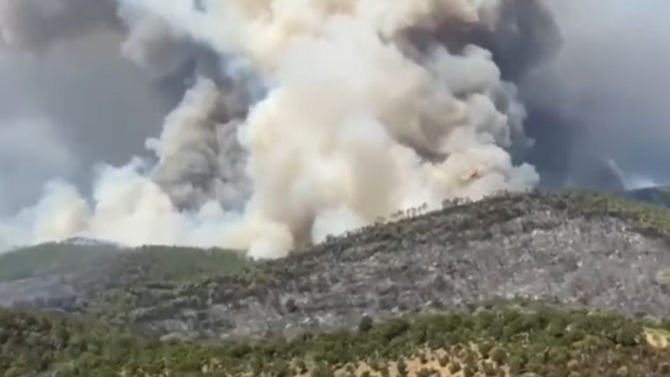 Горски пожари унищожават биоразнообразието в европейските резервати
