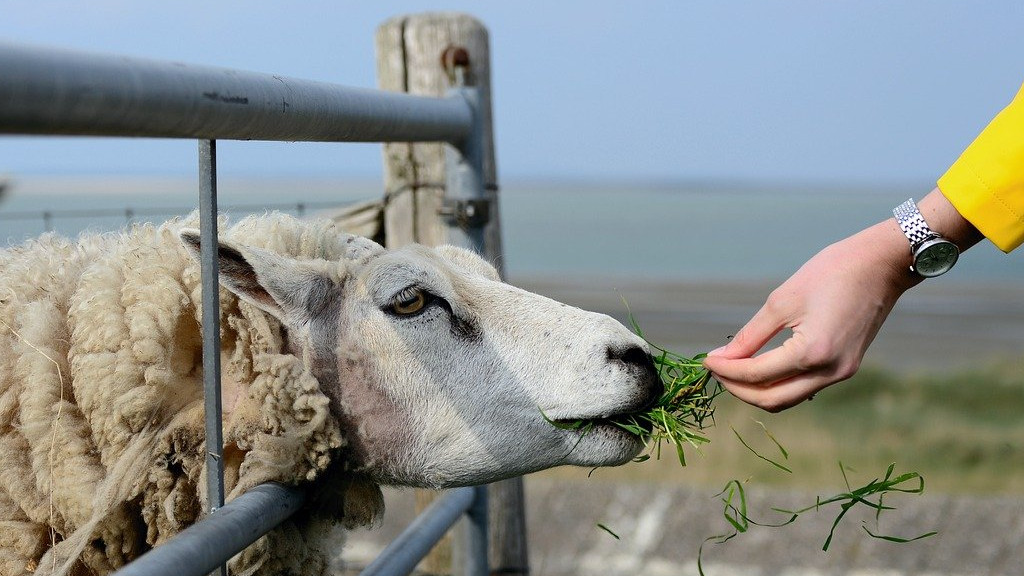 За животновъдите са одобрени над 22 млн. лева по de minimis