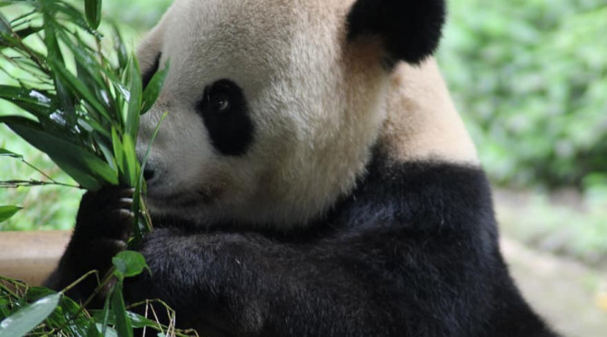 Хубавата новина: Количеството на дивите панди в Китай е нараснало