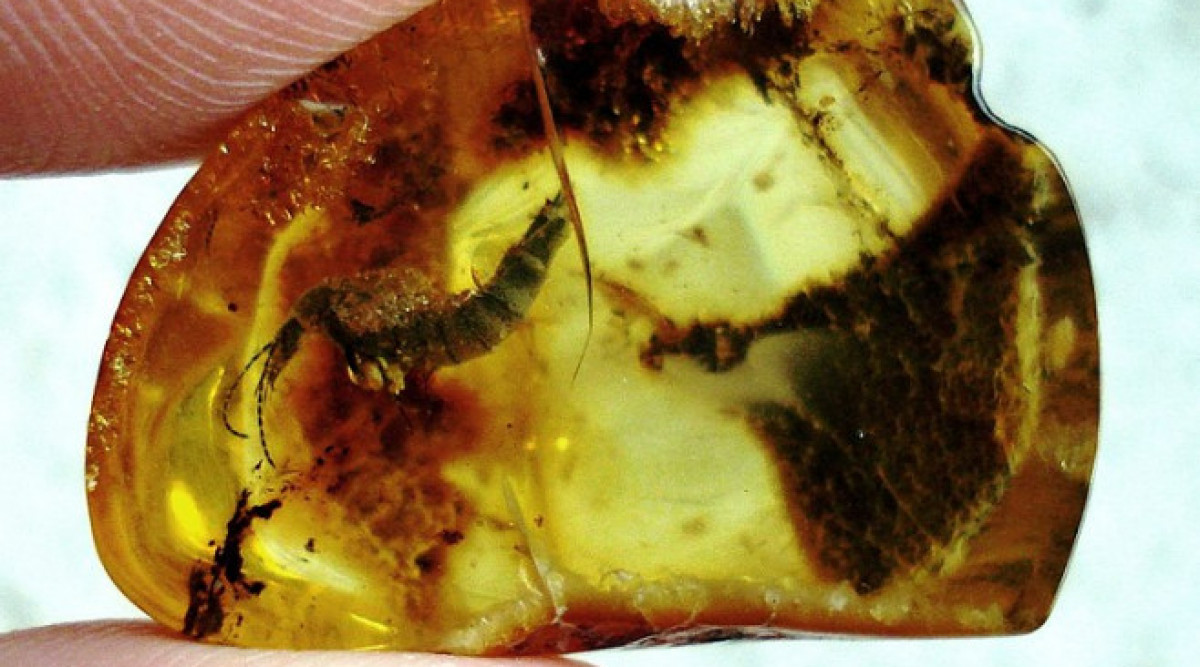 Намериха праисторическа „адска мравка“, застинала  в кехлибар
