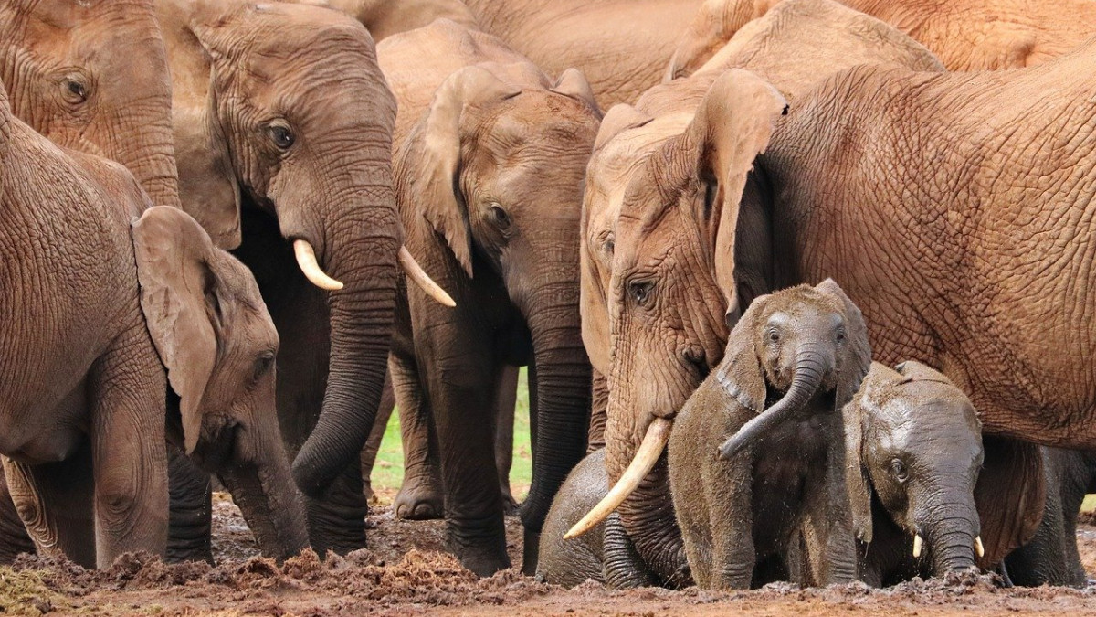 Зимбабве заради икономическата криза разреши отстрел на слонове