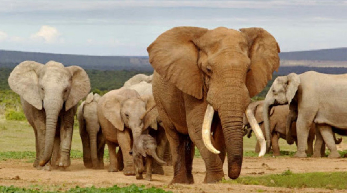 Забраната на пластмасата може да спаси слоновете