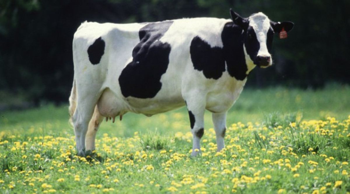 Антитела от крави: едно животно може да помогне на няколкостотин човека