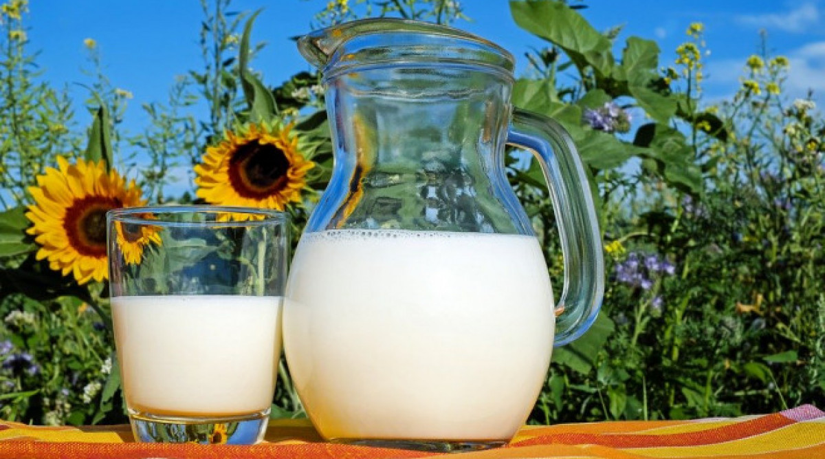 Какво се случва с вас, ако редовно пиете прясно мляко?