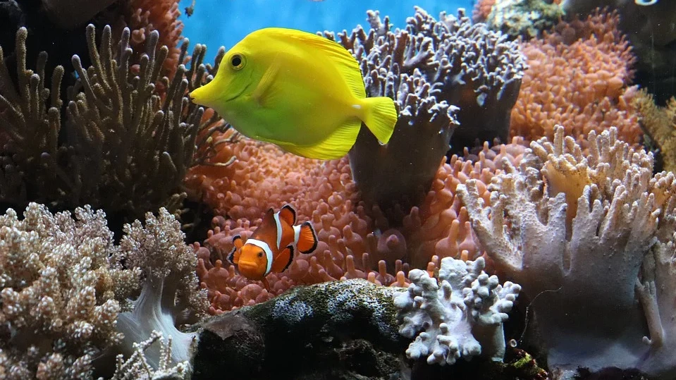 Спасяват коралите с дипломация в науката
