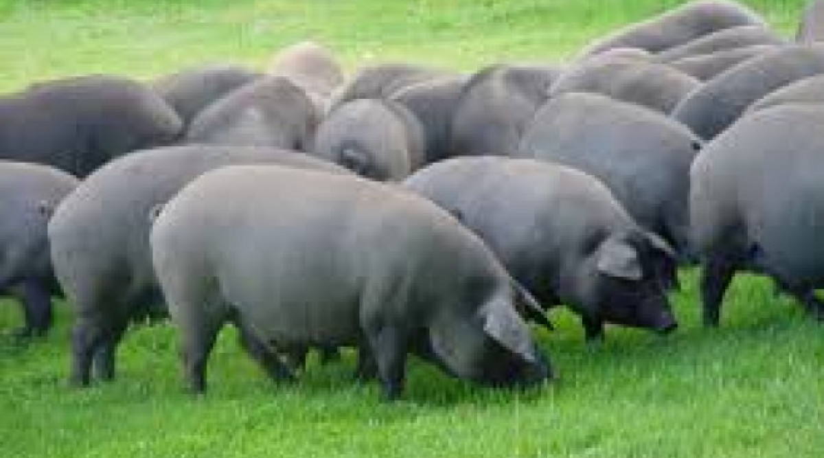 Чума по свинете в Германия, Китай налага забрана за внос