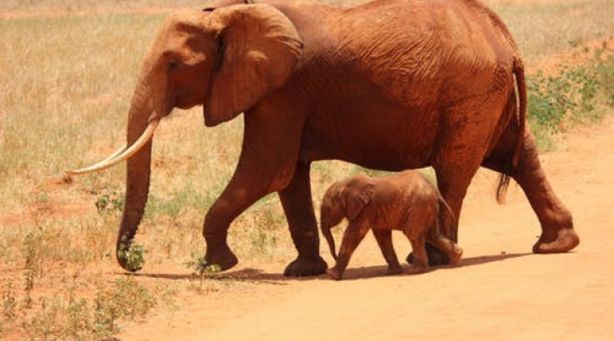 Щастлива новина: Бейби бум на слончета в Кения