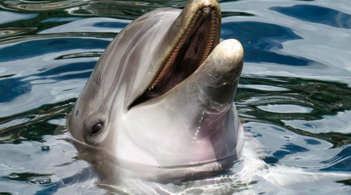 Редки розови делфини бяха забелязани да се забавляват в Хонконг