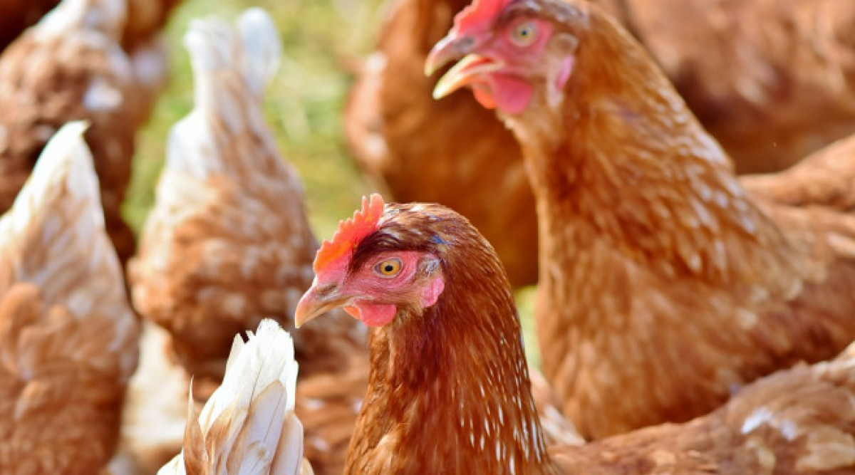 Суперптици: Как учените карат генномодифицирани кокошки да се противопоставят на болестите