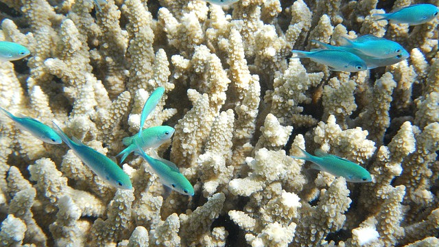 Човекът е унищожил повече от 85% от рибите, които живеят в кораловите рифове