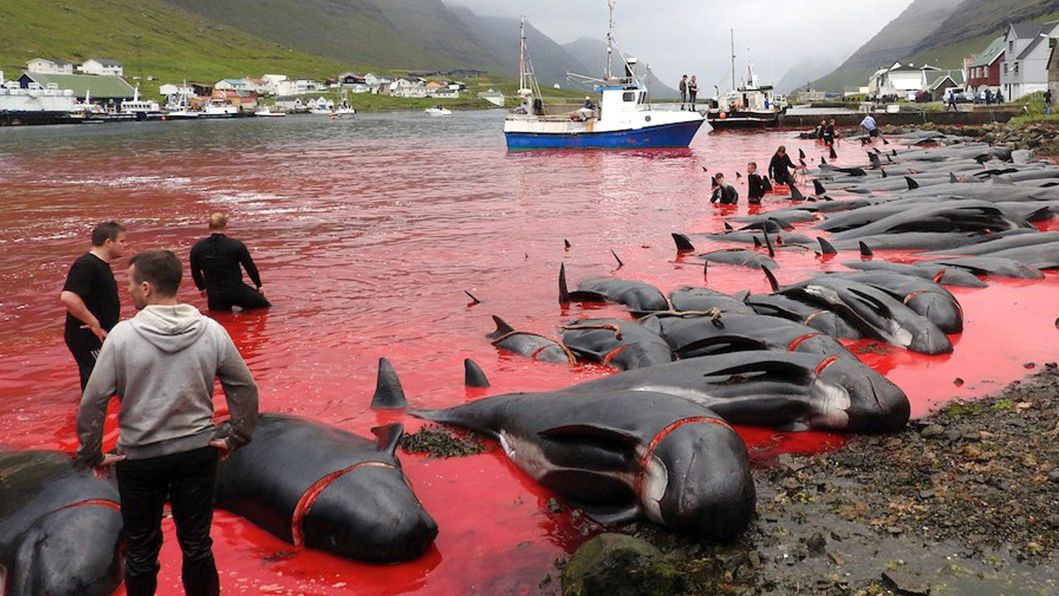 Варварско клане на делфини в европейска Дания предизвика гнева на много хора