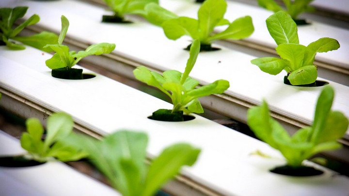 Идеи за екологичен бизнес: Хидропоника - растения върху вода