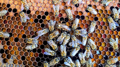 Учени откриха, че пчелите могат да се клонират сами