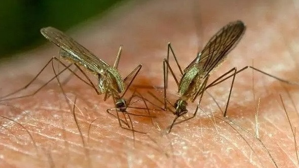 Създадоха плат, осигуряващ 100% защита от ухапвания от комари