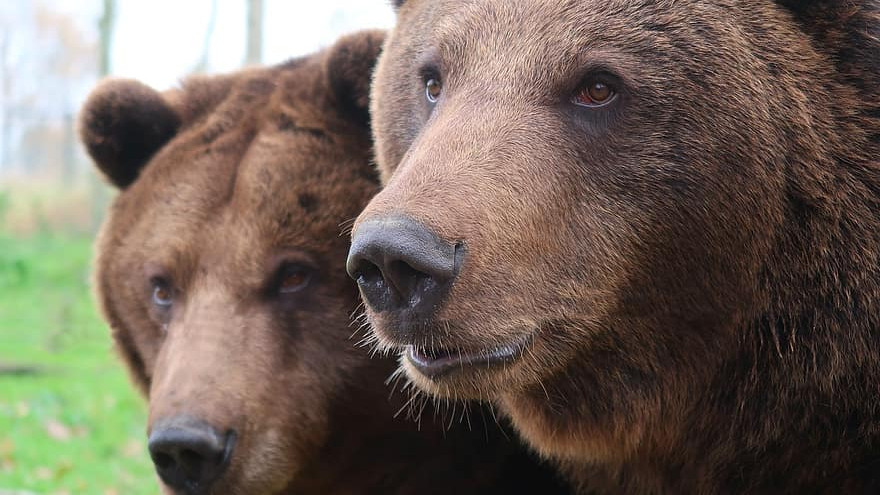 Обезщетенията за нанесени щети от  кафява мечка у нас са за над 220 000 лева