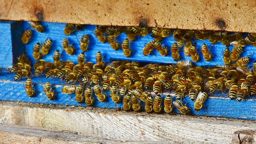 Заявления за плащане по Пчеларската програма се подават до 16 август