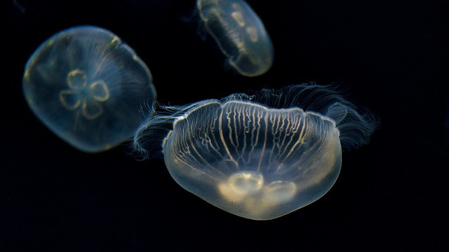 Изследователи "прочетоха" мислите на медузата