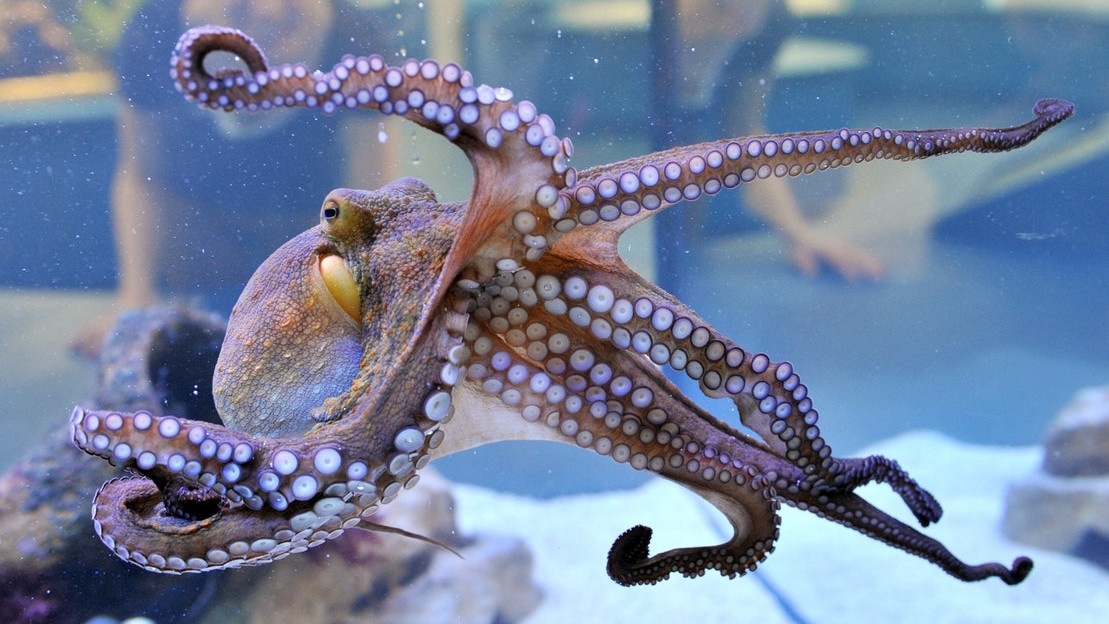 Учени искат забрана за първата в света ферма за октоподи